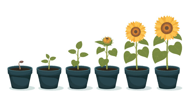 The growth stages of sunflowers in pots are shown in an illustration.