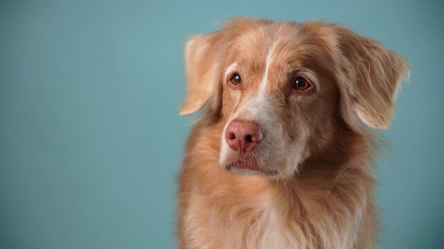 A Nova Scotia Duck Tolling Retriever dog looks away in soft studio light. Minimal blue background creates elegant portrait atmosphere.