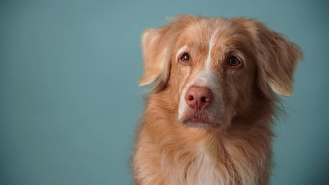A Nova Scotia Duck Tolling Retriever dog poses in front of blue studio background. Soft lighting and calm expression create cinematic portrait mood.