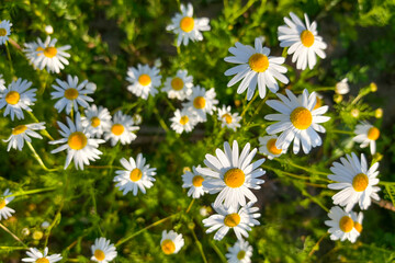 Fototapeta premium Beautiful blooming chamomile flowers in summer field
