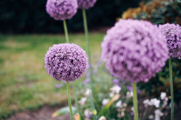 Obraz premium Vibrant Mix of Summer Flowers Blooming in a Lush Garden Bed, Colorful Floral Abundance in Bright Natural Light