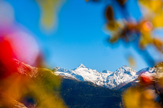 Snow-capped mountain framed by autumn leaves in Valais