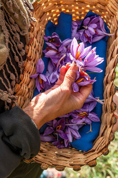 Hand holding saffron crocus flower in a basket in Mund Switzerland