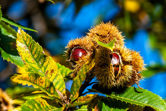 Close-up of a sweet chestnut on a tree in autumn in Ticino