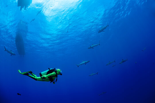 Oceania, Micronesia, Yap, Diver with grey reef sharks, Carcharhinus amblyrhynchos