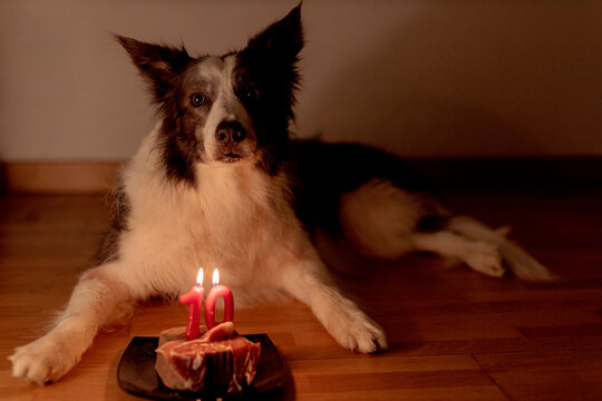 Border collie dog celebrating 10th birthday with a meat cake