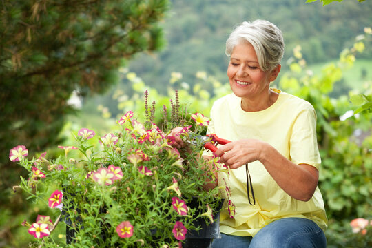 Mature woman cutting flowers with a pruner