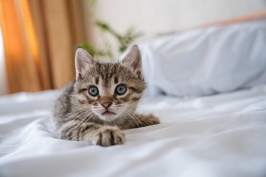 Cute small tabby kitten lying on a white bed indoors