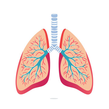 Human lungs anatomy vector illustration