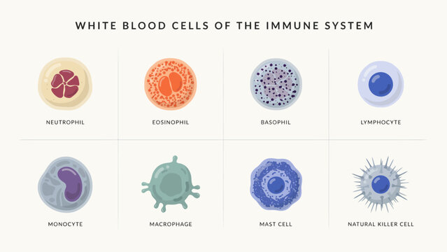 Illustrated immune system white blood cells with labels and simple design . Vector flat illustration.