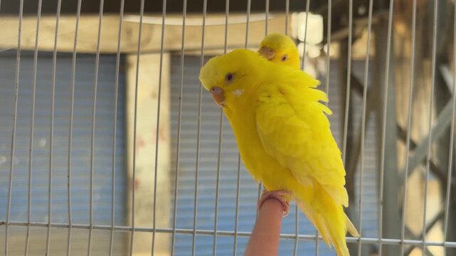 Bright yellow parakeets perched gently on a finger inside a market cage, showcasing vivid feathers and human interaction.