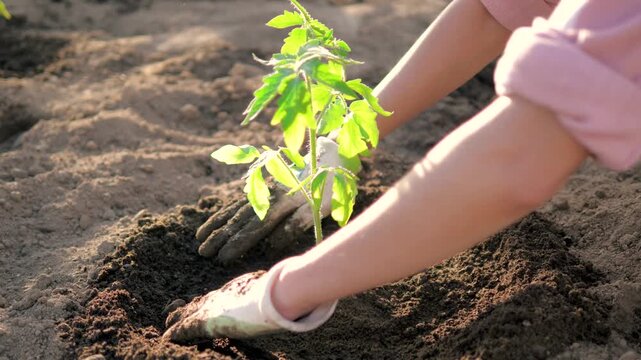 Female farmer hands in gloves planting young tomato sapling into fertile soil of vegetable garden. Cultivating organic food during sunny day in countryside at sunset
