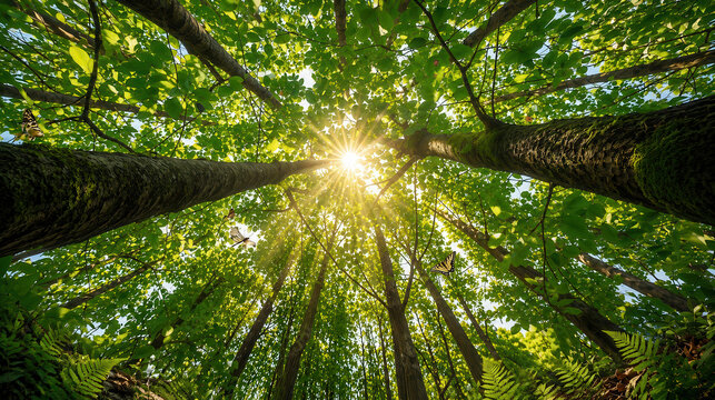 Raggi di sole nella foresta verde. Generative AI 
