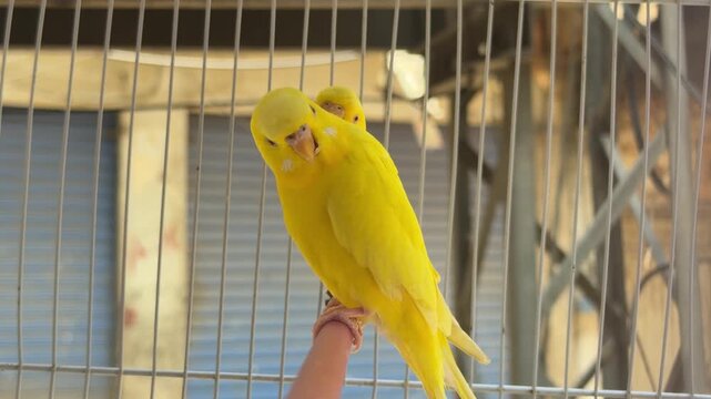 Bright yellow parakeets perched gently on a finger inside a market cage, showcasing vivid feathers and human interaction.