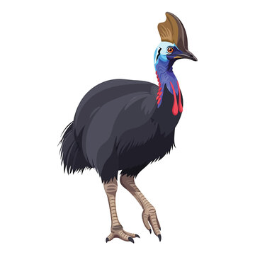 Cassowary bird with crest standing alone.