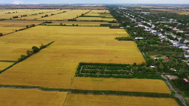 Aerial view of golden ripe rice fields alternating with harvested lands