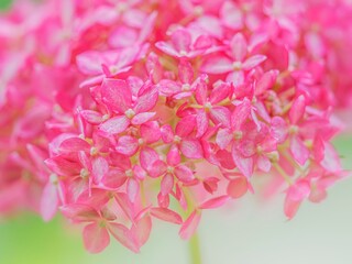 Fototapeta premium ピンクの小花のクローズアップ。梅雨から初夏の公園や花壇を彩るアジサイ（ピンクアナベル）。繊細で美しい装飾花。爽やかな色合いの背景。