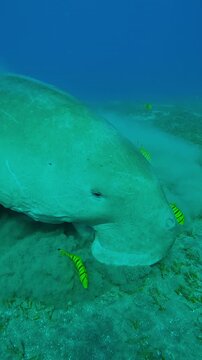 Vertical footage, Close-up of Sea Cow accompanied by school of Golden kingfish eating sea grass on seabed, Front side of Sea Cow, Dugong dugon with Golden Trevally, Gnathanodon speciosus