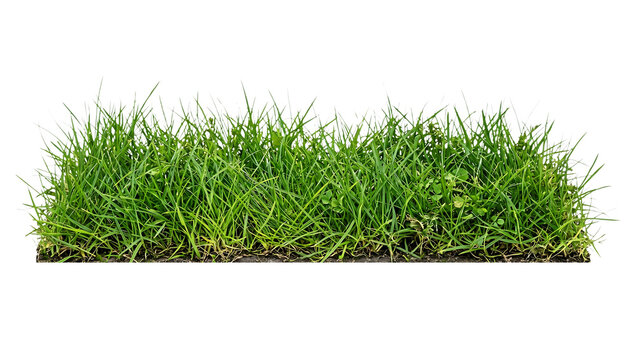 Rectangular green lawn patch and fresh grass turf block, isolated on transparent background, PNG cutout of side view sod layout for architectural rendering or 3D landscape design