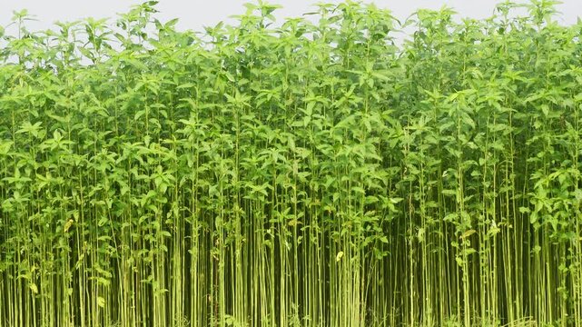 Dense Field of Tall Jute Plants in Agricultural Rows