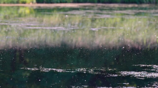 Warm summer day, flying hovering insects buzz above water surface of pond. Hot and humid weather, seasonal activity of insects such as mosquitoes, Ceratopogonidae, midges and black flies. 