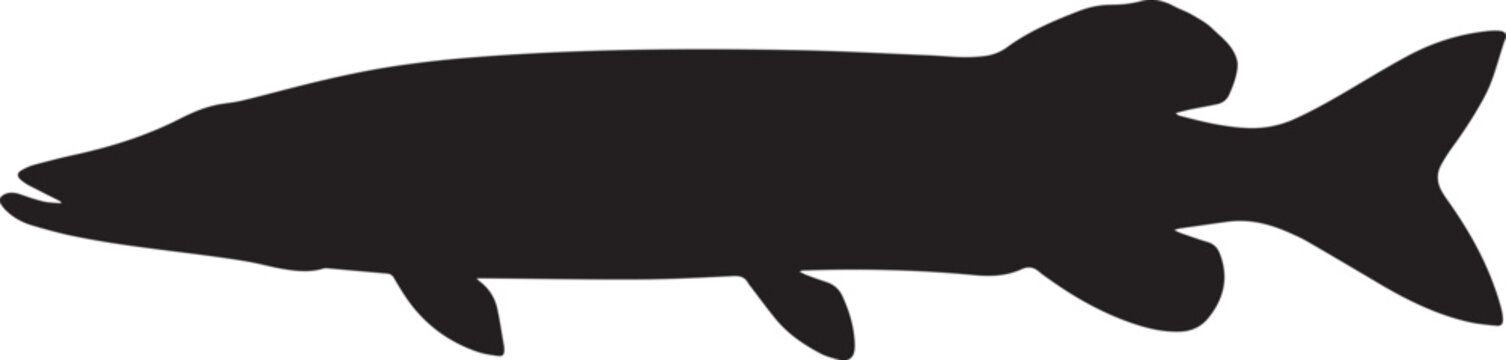 Northern pike fish silhouette isolated on white background, professional vector graphic for fishing club logos and angling designs