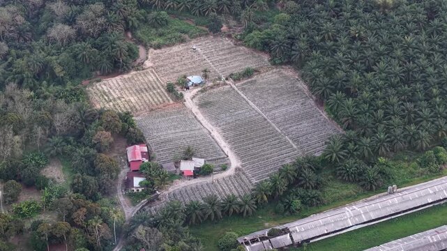 Drone footage showing agricultural plots, palm trees, rural houses in Sungai Kechil, Penang, Malaysia.