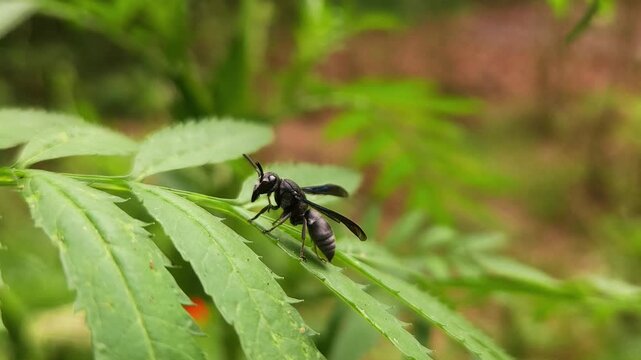 Black Potter Wasp