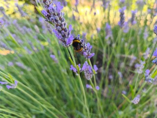 Macro shot of a bumblebee pollinating purple lavender flowers for nature and wellness concepts © Mirko