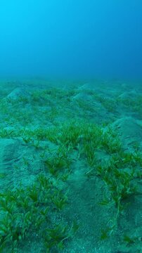 Vertical footage,Hilly sandy seabed covered with Smooth ribbon seagrass, Cymodocea rotundata in deep sea on turquoise water background, Slow motion forward over seagrass meadow