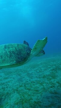 Vertical footage, Sea Turtle with shark bite marks on fins swims in turquoise water, Close up of Great Green Sea Turtle, Chelonia mydas with its front flippers bitten off by shark swims above seabed