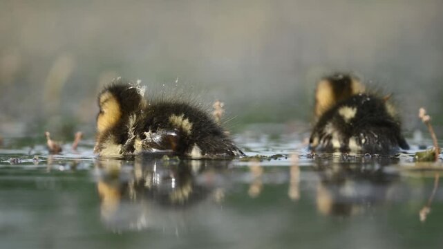 Baby ducks preen their fluffy feathers in shallow pond water during the peaceful daytime hours