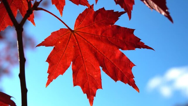Vibrant red maple leaf against a clear blue sky