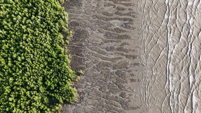 Aerial drone view of muddy coastal shoreline near mangrove trees