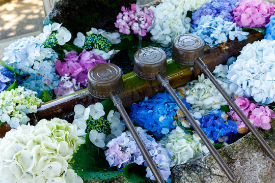 Colorful hydrangeas floating in a purification water basin at a shrine in Kamakura, Japan