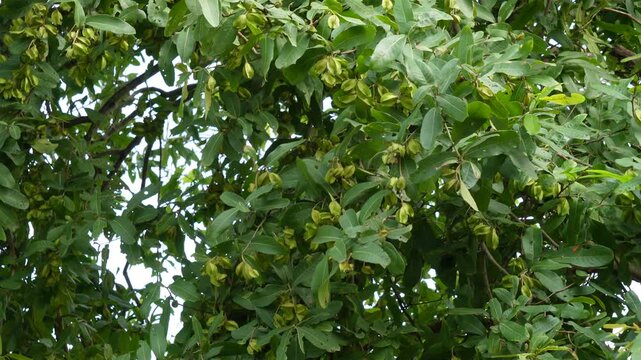 Star Fruit Tree with Dense Green Foliage and Hanging Fruits