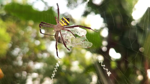 Giant Golden Orb Weaver Spider Trichonephila pilipes resting on its orb web while feeding on a silk-wrapped insect. The footage captures the spider's distinctive yellow-and-black abdomen, long legs