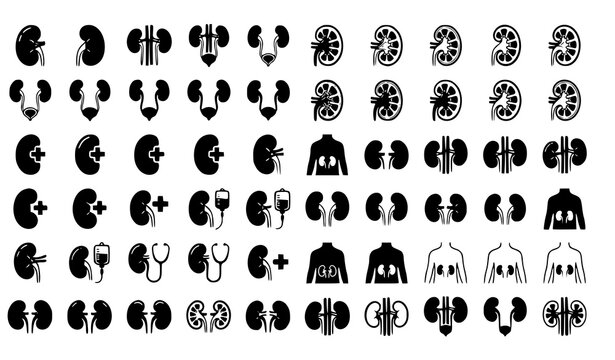 Human kidney icons and urology medical anatomy silhouettes vector illustration collection isolated on a plain white background