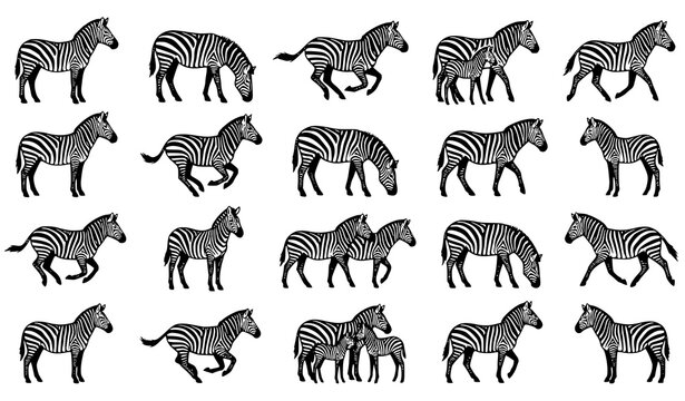 Zebra Icon Set Featuring Wild African Animals and Foals in Various Running Galloping Walking and Standing Poses for Safari Nature and Wildlife Vector Graphic Designs