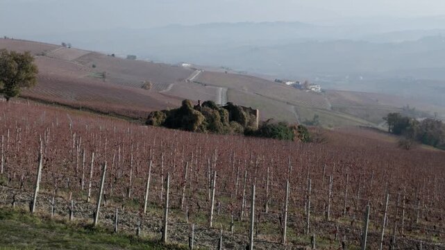 landscapes of the Langhe in Piedmont with vineyards during summer before autumn and the harvest near Alba and Barolo