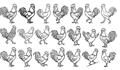 Rooster and Cockerel Line Art Vector Icon Set Featuring Various Chicken Poses and Outlines for Farm Branding, Agriculture Logos, and Organic Food Packaging Designs © Md
