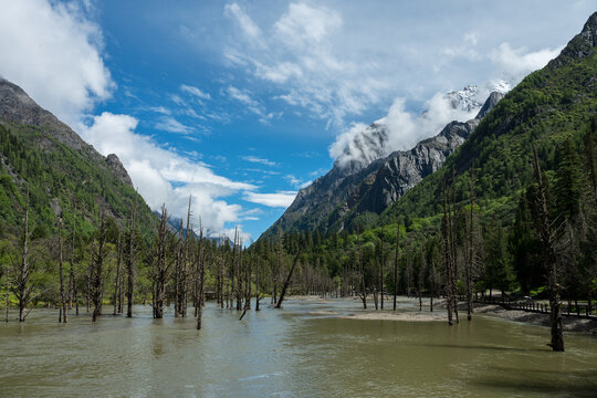 grove of dead trees in a river in a snow-capped mountain valley