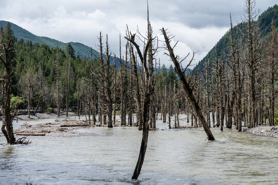 grove of dead trees in a river in a snow-capped mountain valley