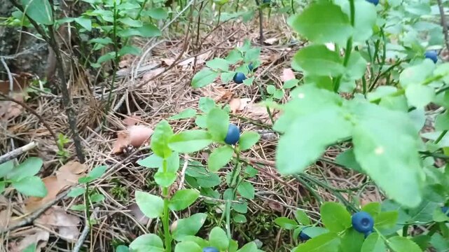 Hand-picking ripe blueberries in the forest, revealing lush clusters of berries hidden under the leaves