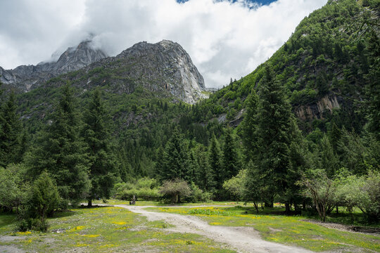 Mountain and Forest Natural Landscapes