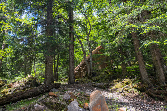 Natural Scenery of the Primeval Forest