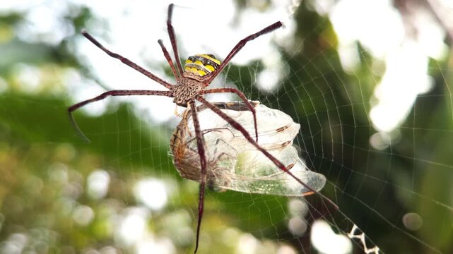 Giant Golden Orb Weaver Spider Trichonephila pilipes resting on its orb web while feeding on a silk-wrapped insect. The footage captures the spider's distinctive yellow-and-black abdomen, long legs