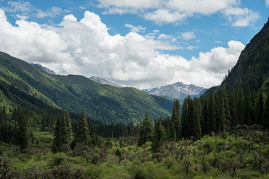Natural Landscapes of Mountains and Forests