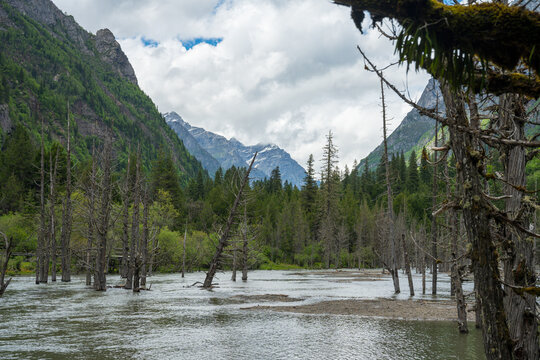 grove of dead trees in a river in a snow-capped mountain valley