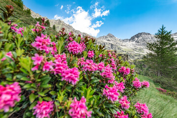 Obraz premium Rhododendron flowers with Pizzo Tremogge on background, Valmalenco landscape, Italy